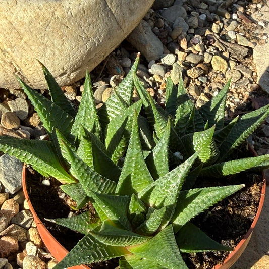 Haworthia limifolia 'Fairy Washboard' - 4 Inch - Succulent - DesertScapeSucculent