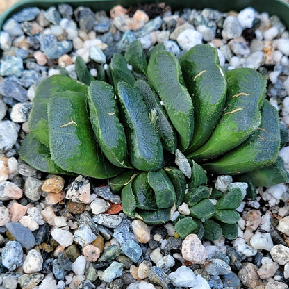 Haworthia maughani 'Truncata' - 4 Inch - Succulent - DesertScapeSucculent