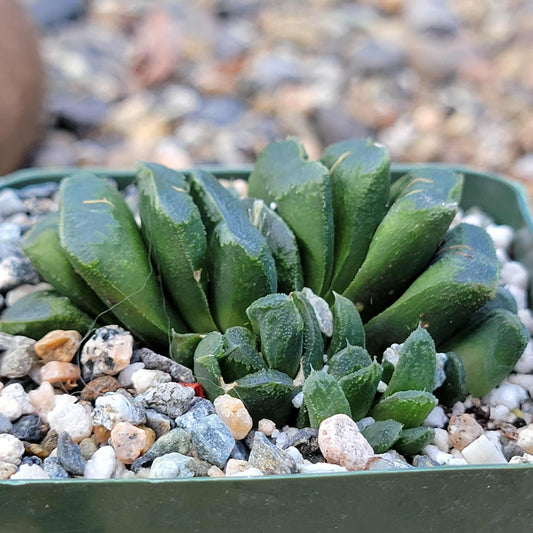 Haworthia maughani 'Truncata' - 4 Inch - Succulent - DesertScapeSucculent
