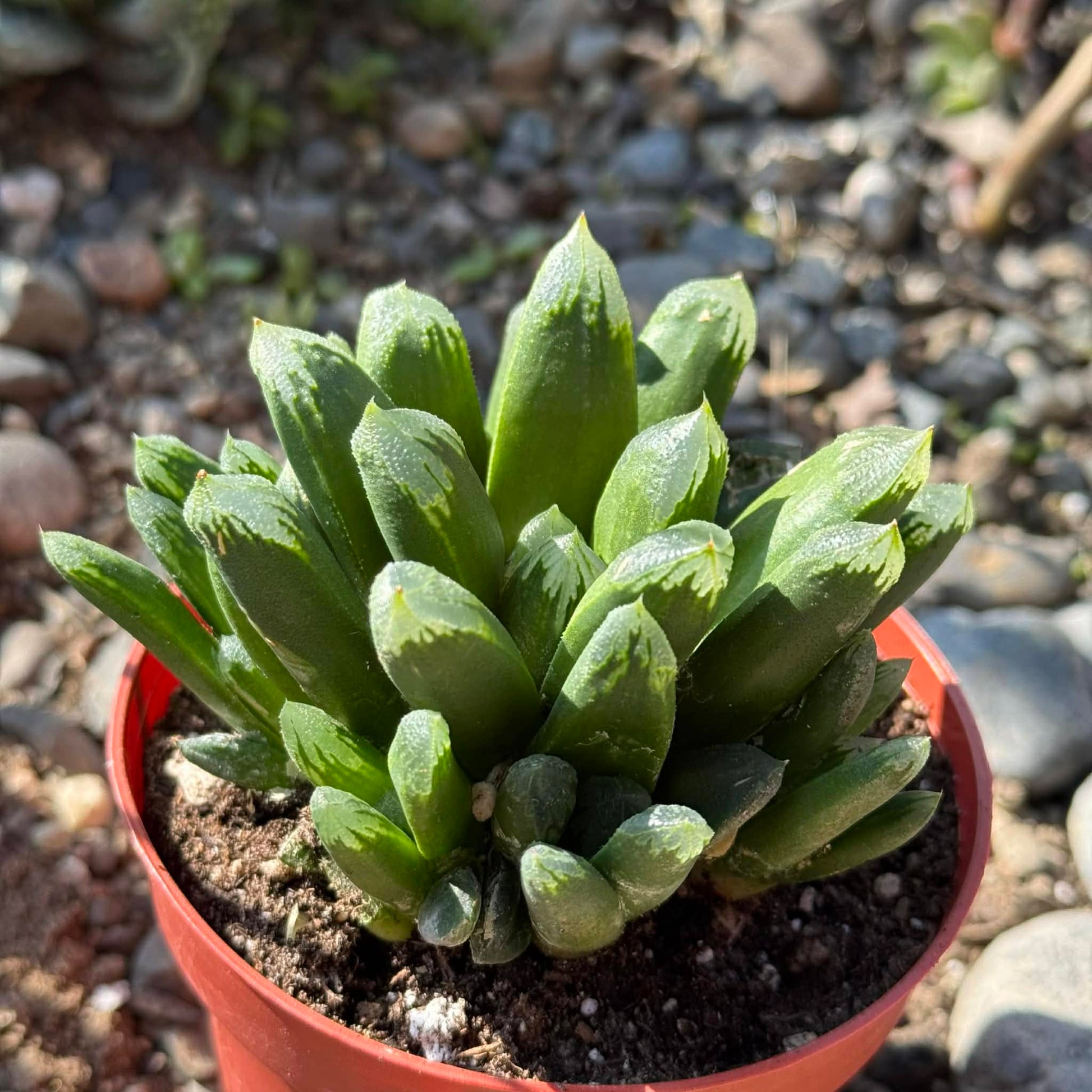 DesertScapeSucculent Succulent 4 Inch Haworthia maughanii
