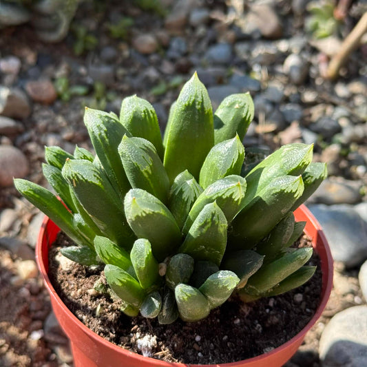 DesertScapeSucculent Succulent 4 Inch Haworthia maughanii