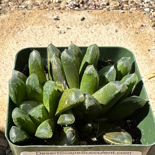 Haworthia maughanii - 4 Inch Assorted - Succulent - DesertScapeSucculent