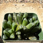 Haworthia maughanii - 4 Inch Assorted - Succulent - DesertScapeSucculent