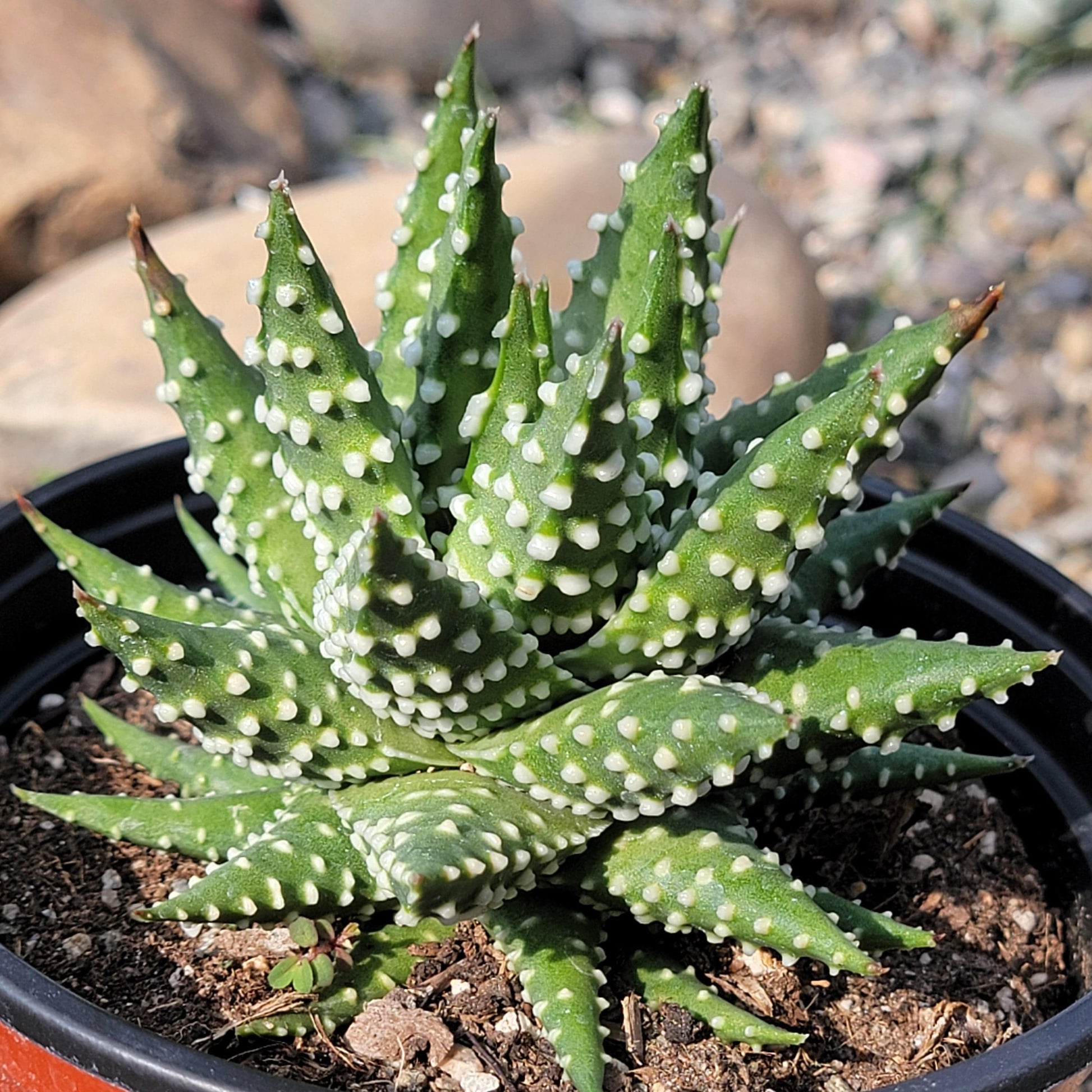 pearl succulent Haworthia pumila 'Pearl Plant' – DesertScapeSucculent