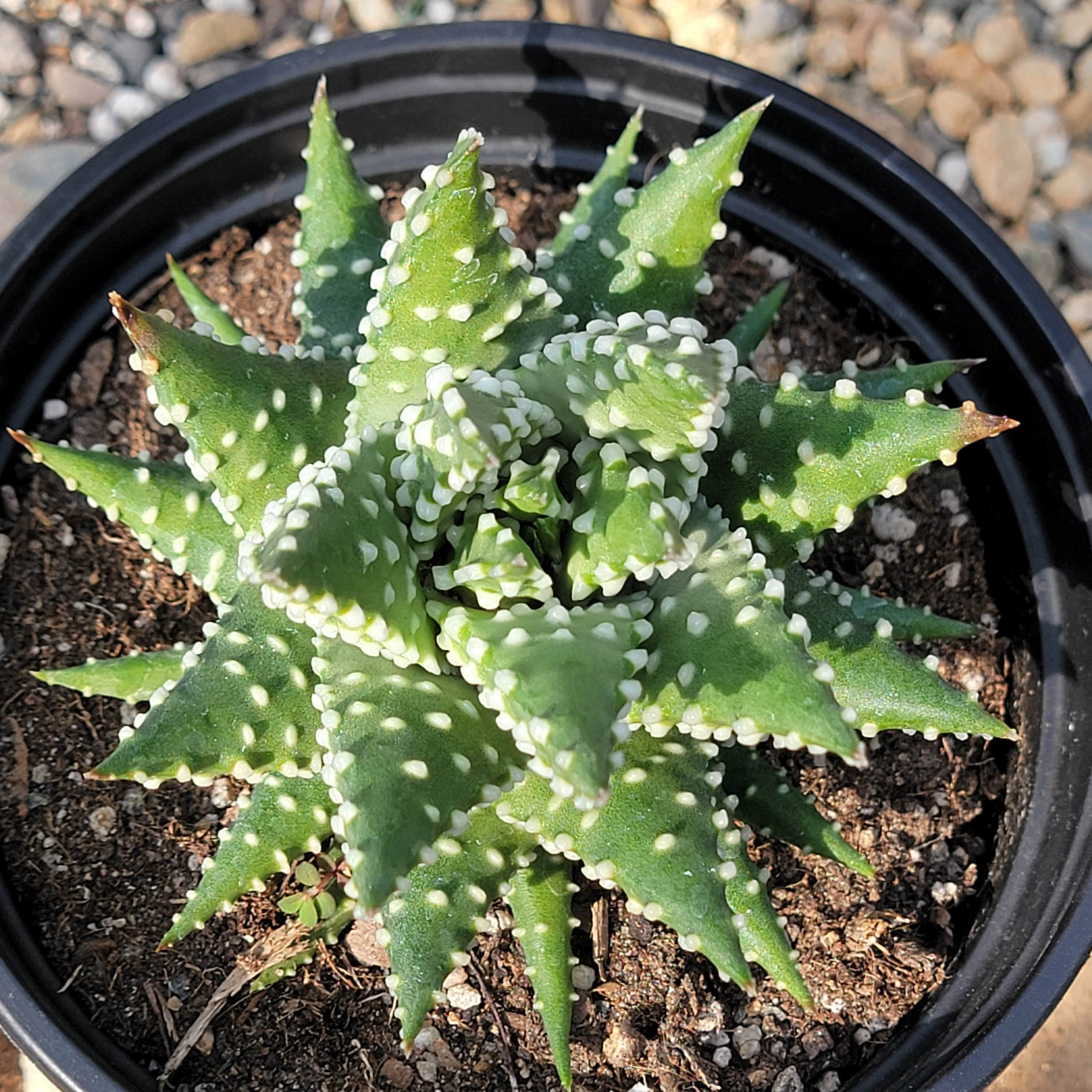 pearl house plant Haworthia pumila 'Pearl Plant' – DesertScapeSucculent