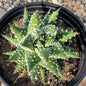 Haworthia pumila 'Pearl Plant' - 6 Inch Assorted - Succulent - DesertScapeSucculent