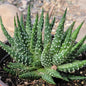 Haworthia pumila 'Pearl Plant' - 6 Inch Assorted Double - Succulent - DesertScapeSucculent