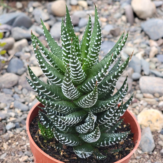 Haworthia reinwardtii 'Zebra Wart'