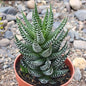 Haworthia reinwardtii 'Zebra Wart' - 4 Inch Assorted - Succulent - DesertScapeSucculent
