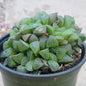 Haworthia retusa - 4 Inch Assorted - Succulent - DesertScapeSucculent
