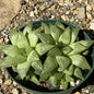 Haworthia retusa f. geraldii - 4 Inch Assorted - Succulent - DesertScapeSucculent