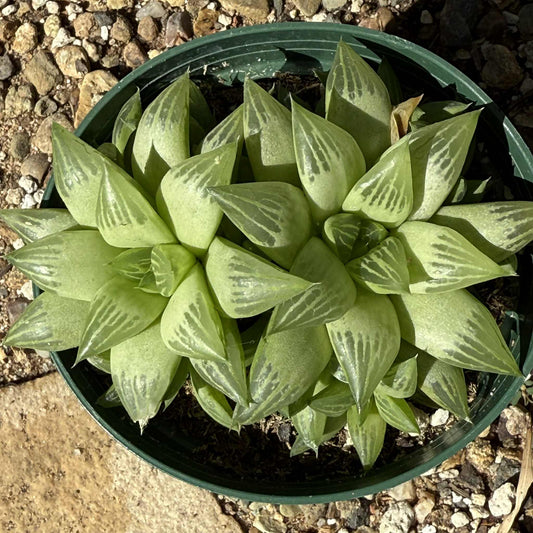 Haworthia retusa f. geraldii - 4 Inch Assorted - Succulent - DesertScapeSucculent