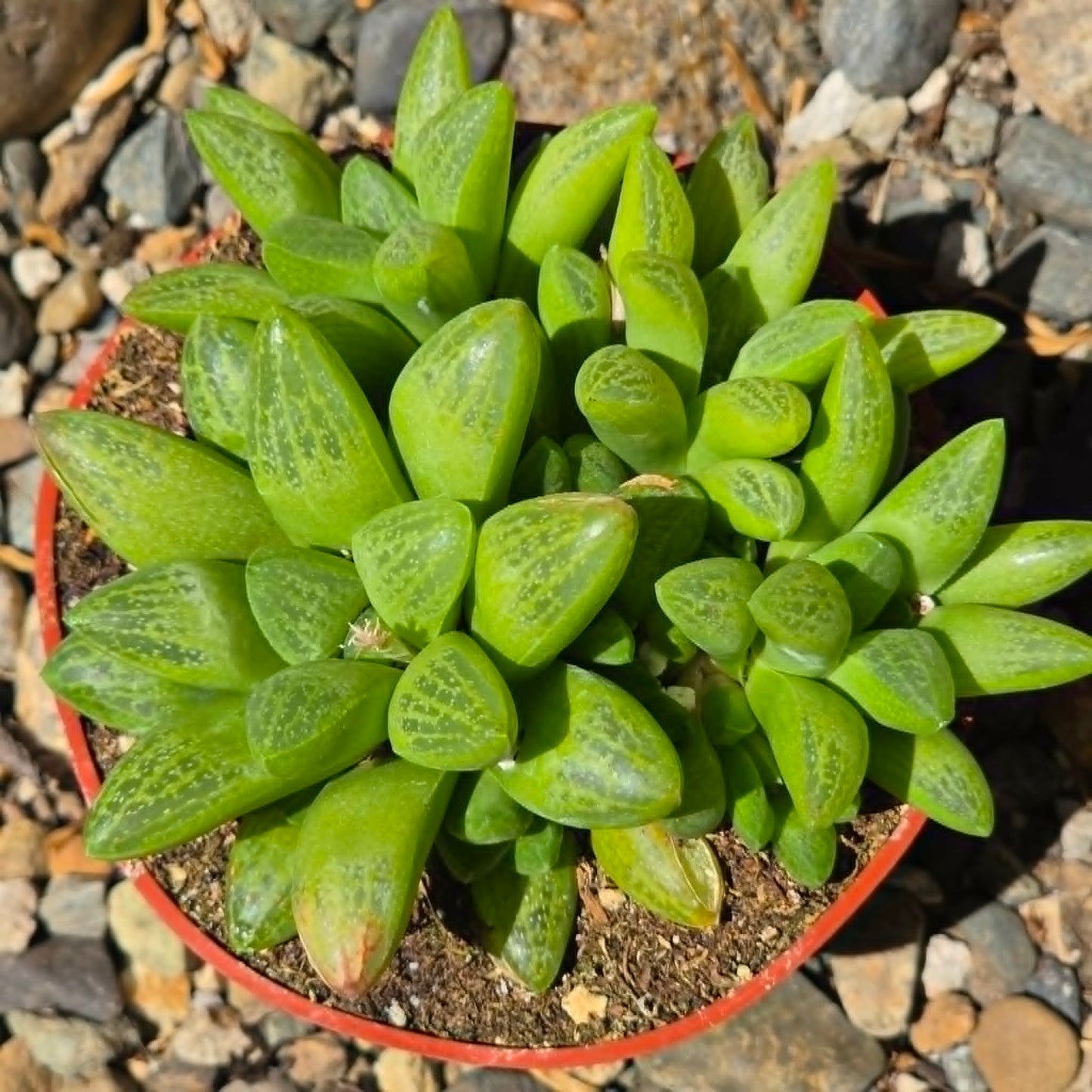 DesertScapeSucculent Succulent 4 Inch Haworthia turgida