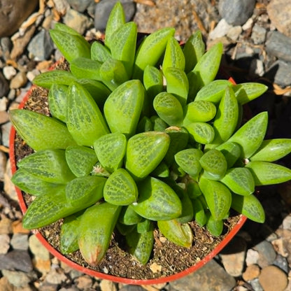 DesertScapeSucculent Succulent 4 Inch Haworthia turgida