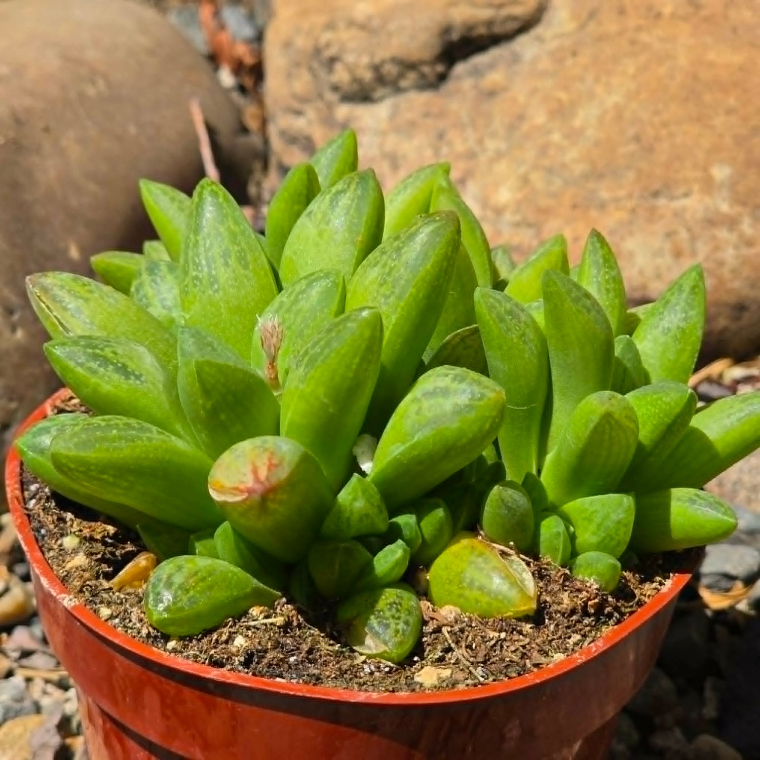 DesertScapeSucculent Succulent 4 Inch Haworthia turgida