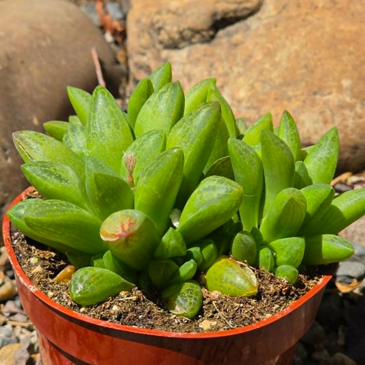 DesertScapeSucculent Succulent 4 Inch Haworthia turgida