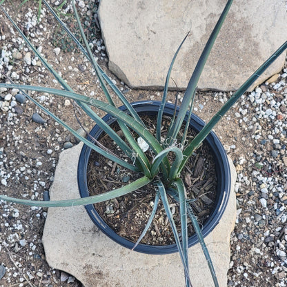 Hesperaloe parviflora 'Red Yucca'