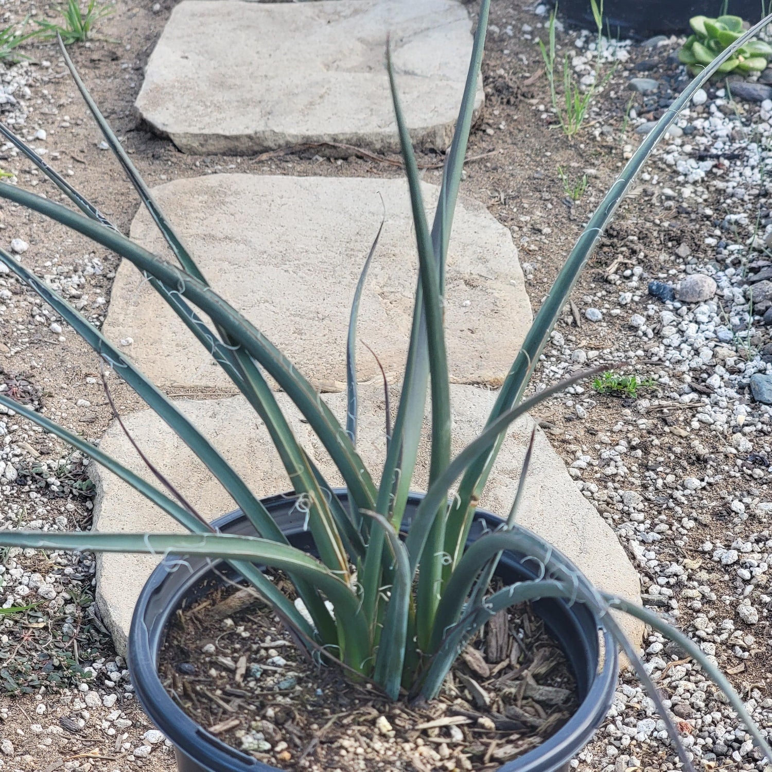 DesertScapeSucculent Succulent 1 Gal Assorted Hesperaloe parviflora 'Red Yucca'