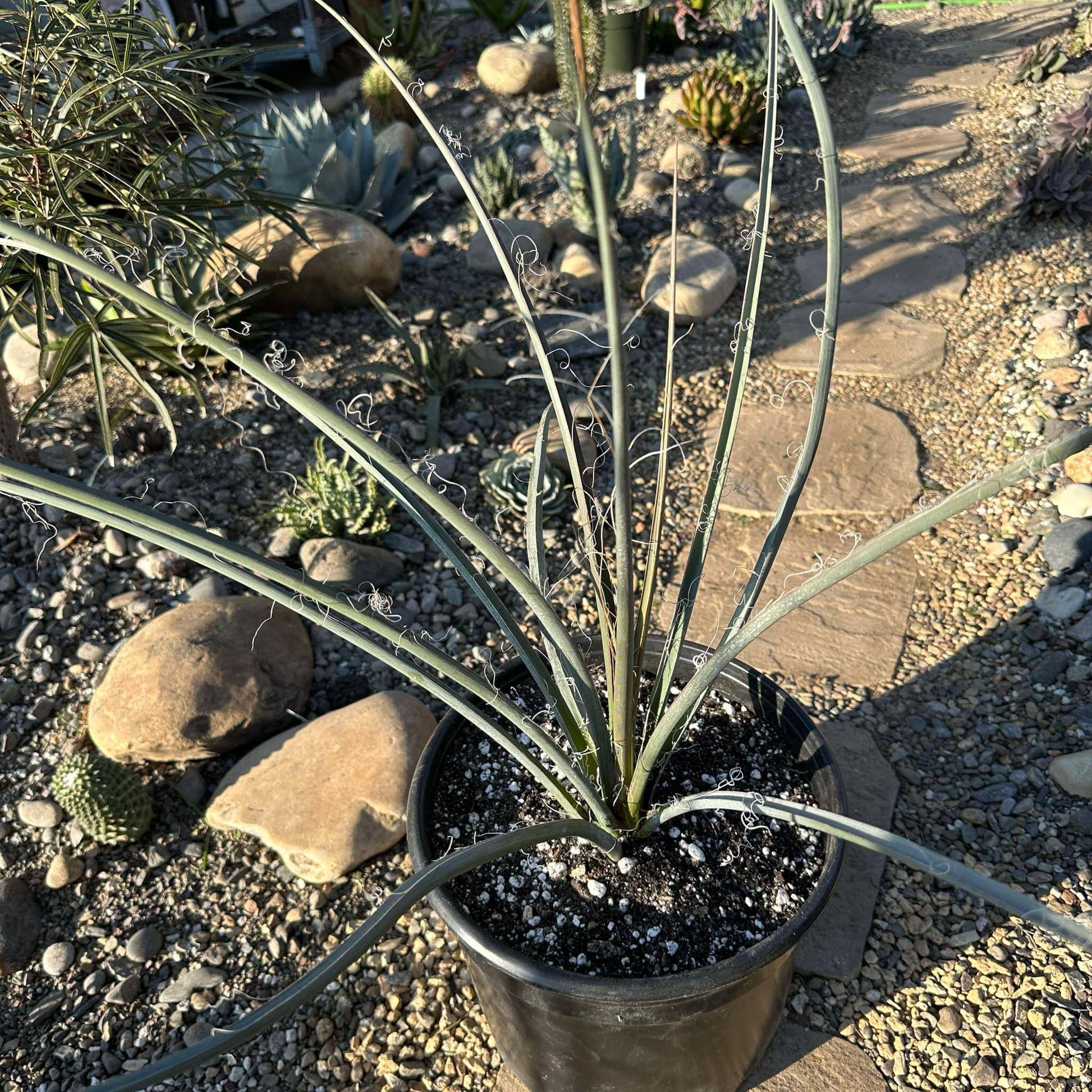 Hesperaloe parviflora 'Red Yucca' - 5 gal Assorted - Succulent - DesertScapeSucculent