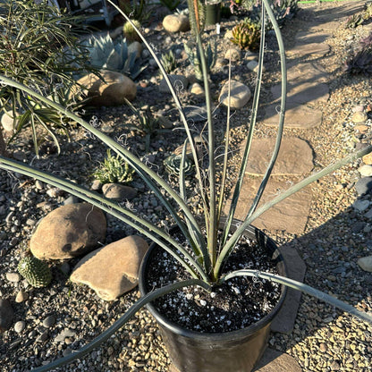 DesertScapeSucculent Succulent 5 Gal Assorted Hesperaloe parviflora 'Red Yucca'