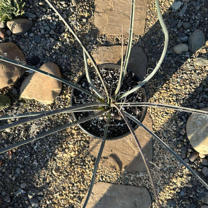 DesertScapeSucculent Succulent Hesperaloe parviflora 'Red Yucca'