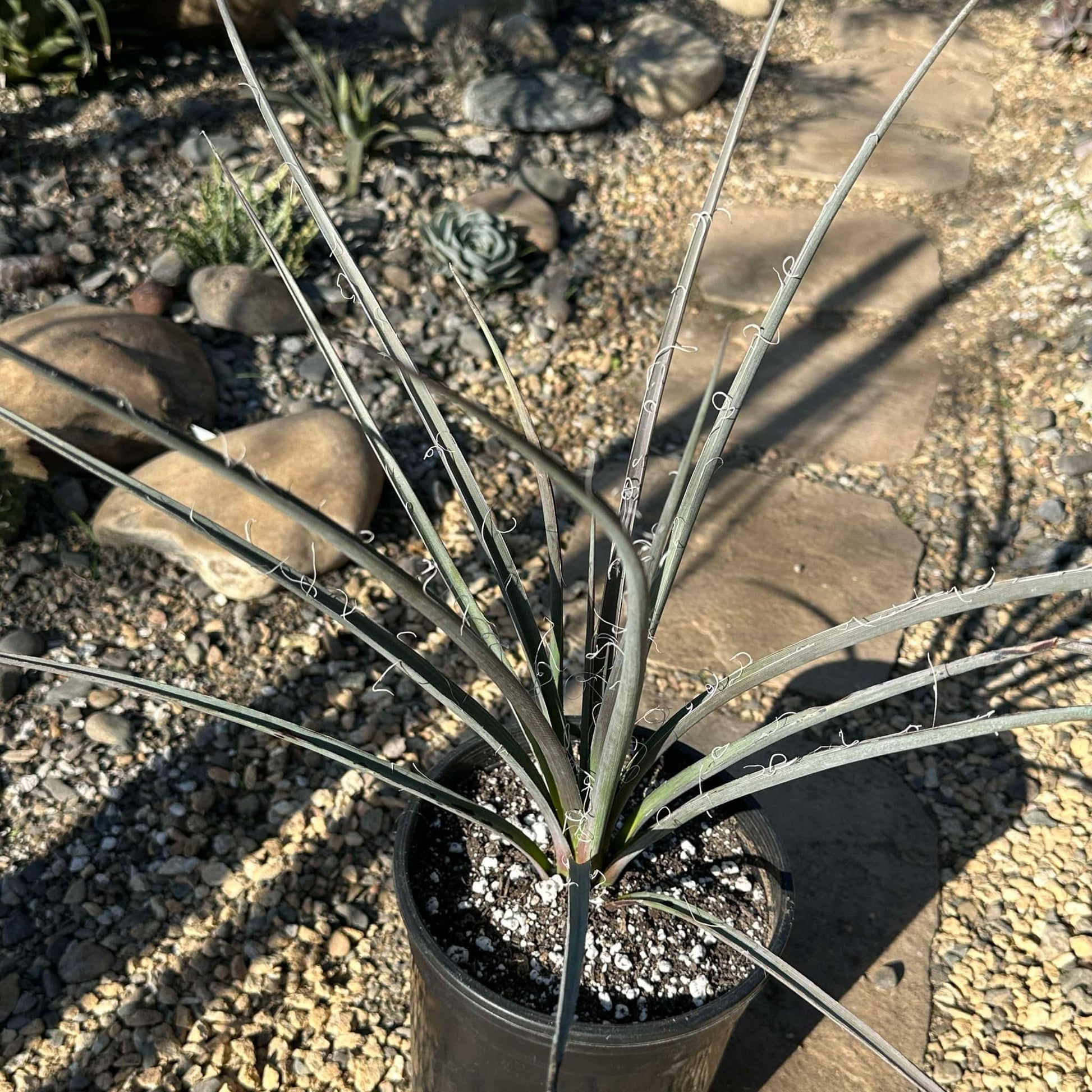 DesertScapeSucculent Succulent Hesperaloe parviflora 'Red Yucca'