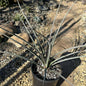 Hesperaloe parviflora 'Red Yucca' - 1 gal Assorted - Succulent - DesertScapeSucculent