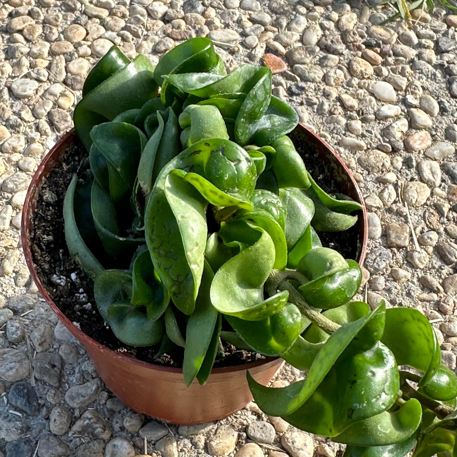DesertScapeSucculent Succulent 4" Assorted Hoya carnosa 'Compacta' 'Hindu Rope'