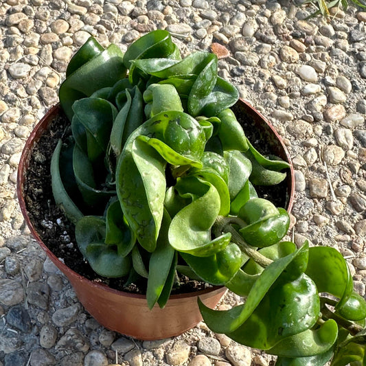DesertScapeSucculent Succulent 4" Assorted Hoya carnosa 'Compacta' 'Hindu Rope'