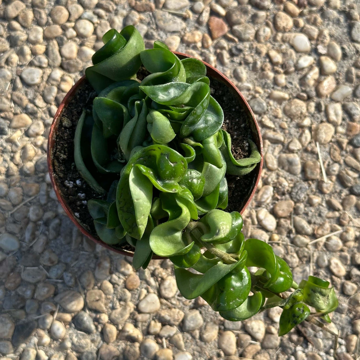 Hoya carnosa 'Compacta' 'Hindu Rope'