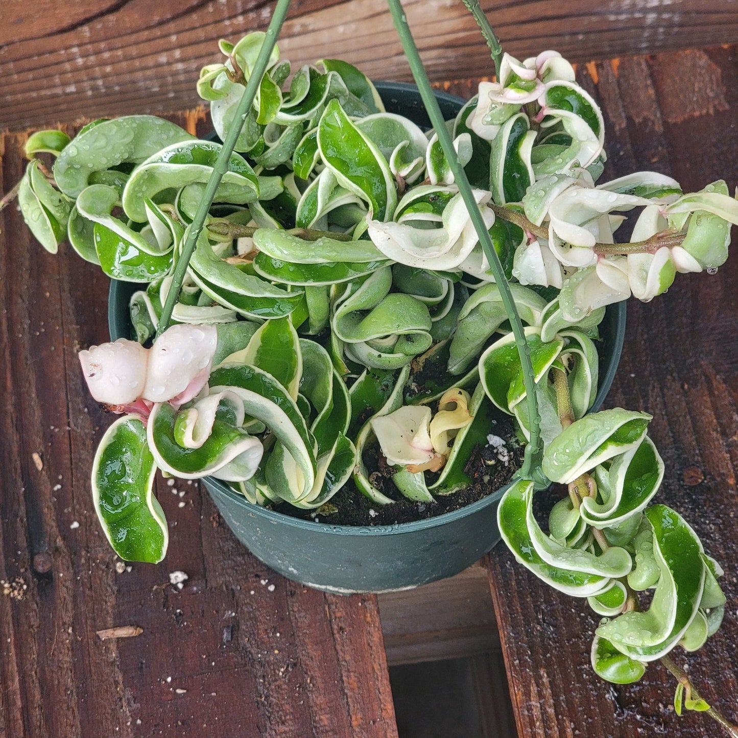 Hoya carnosa 'Compacta' 'Hindu Rope'