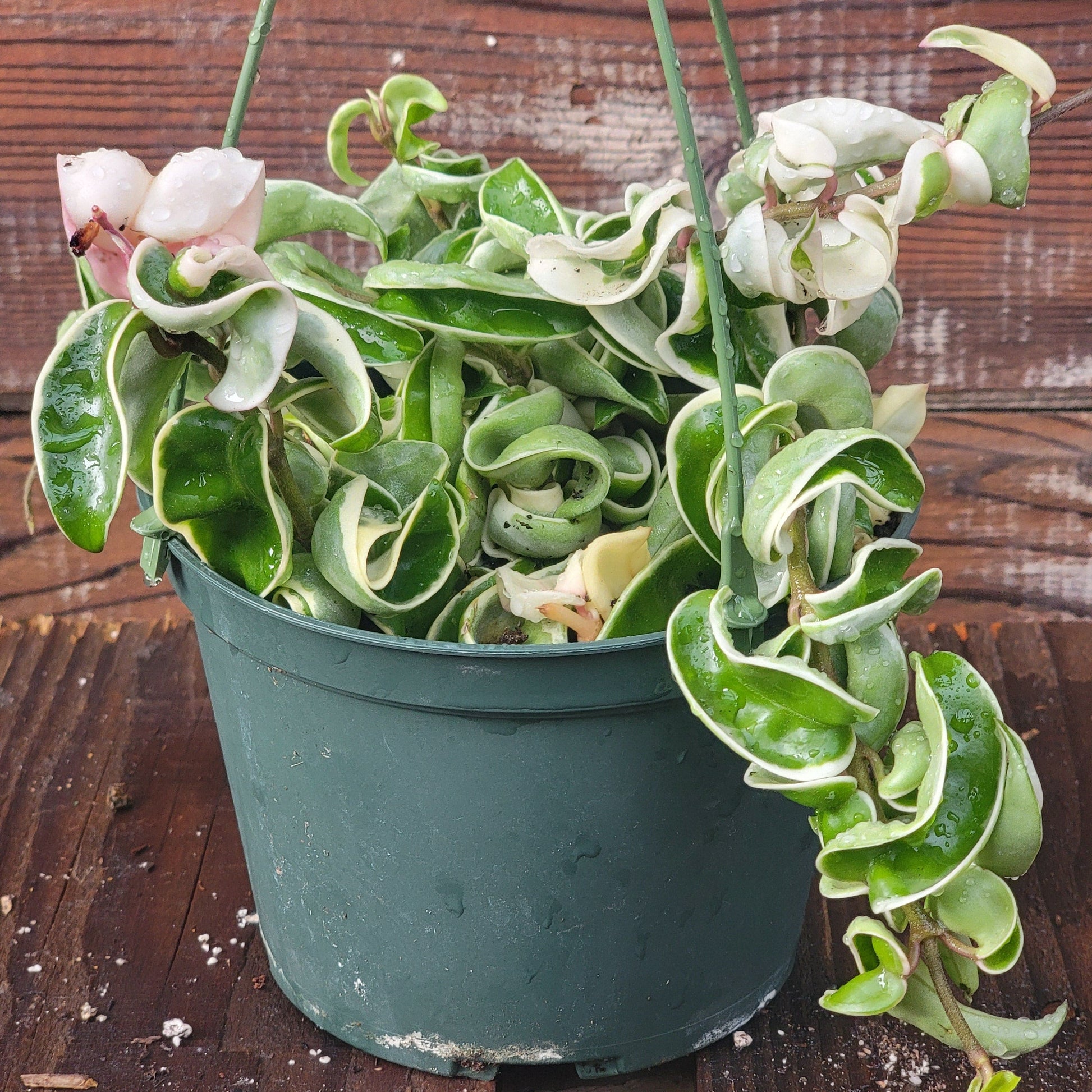 is a hindu rope plant a succulent Hoya carnosa 'Compacta' 'Hindu Rope' Var – DesertScapeSucculent