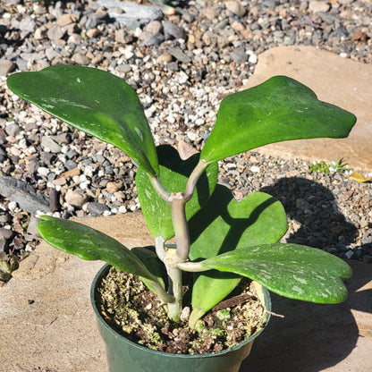 DesertScapeSucculent Succulent Hoya Kerrii Splash Vine