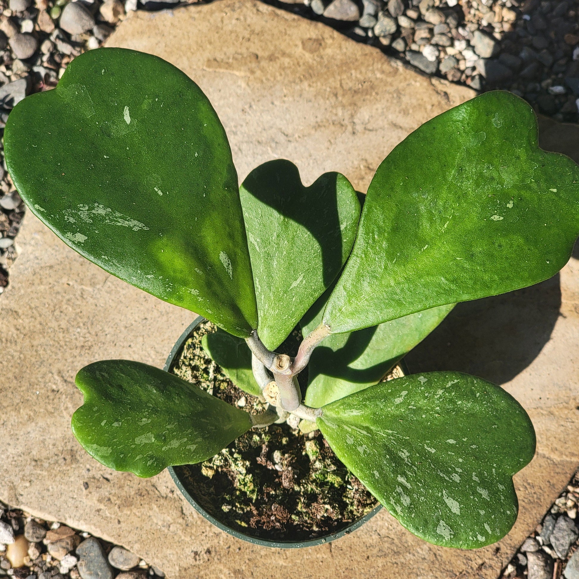 DesertScapeSucculent Succulent 4" Assorted Hoya Kerrii Splash Vine