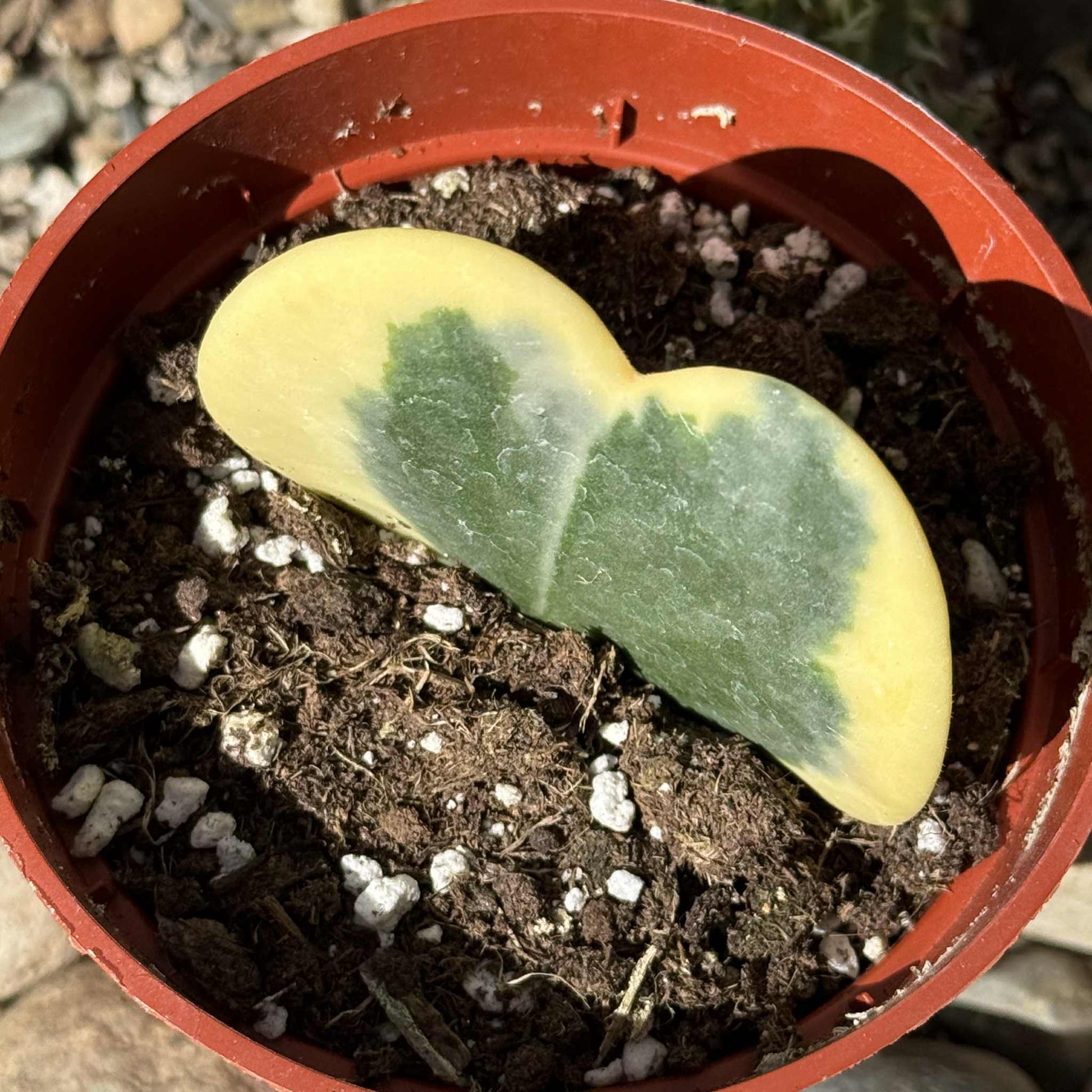 Hoya kerrii 'Sweatheart Plant' - 4 Inch Var. Assorted - Succulent - DesertScapeSucculent