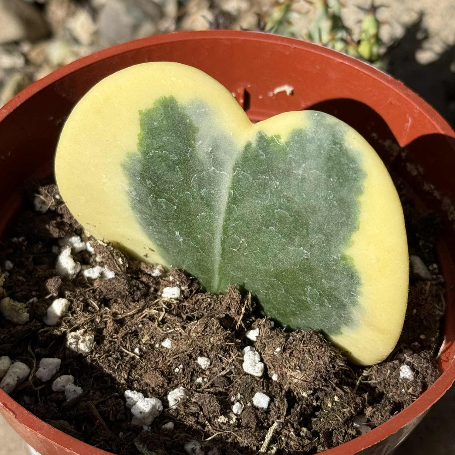 Hoya kerrii 'Sweatheart Plant' - 4 Inch Var. Assorted - Succulent - DesertScapeSucculent