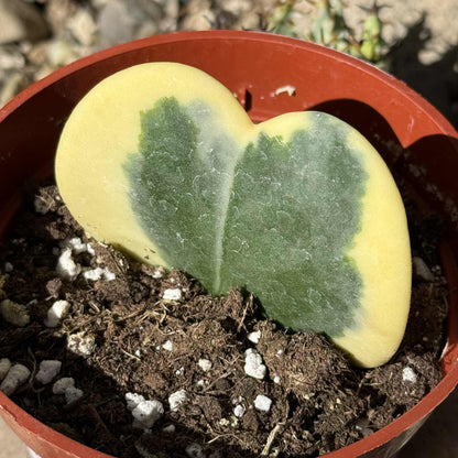 Hoya kerrii 'Sweatheart Plant' - 4 Inch Var. Assorted - Succulent - DesertScapeSucculent