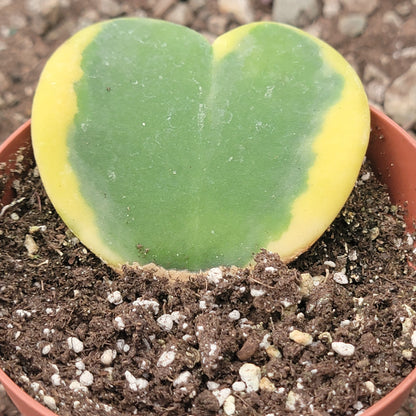 Hoya kerrii 'Sweatheart Plant'