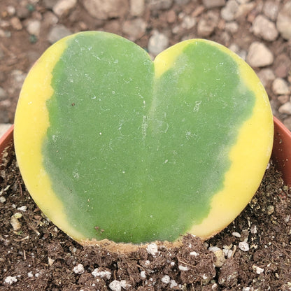 Hoya kerrii 'Sweatheart Plant'