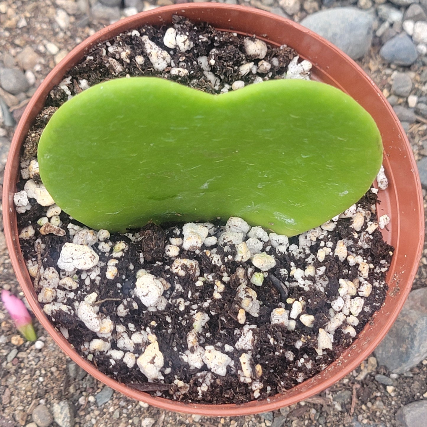 Hoya kerrii 'Sweatheart Plant'