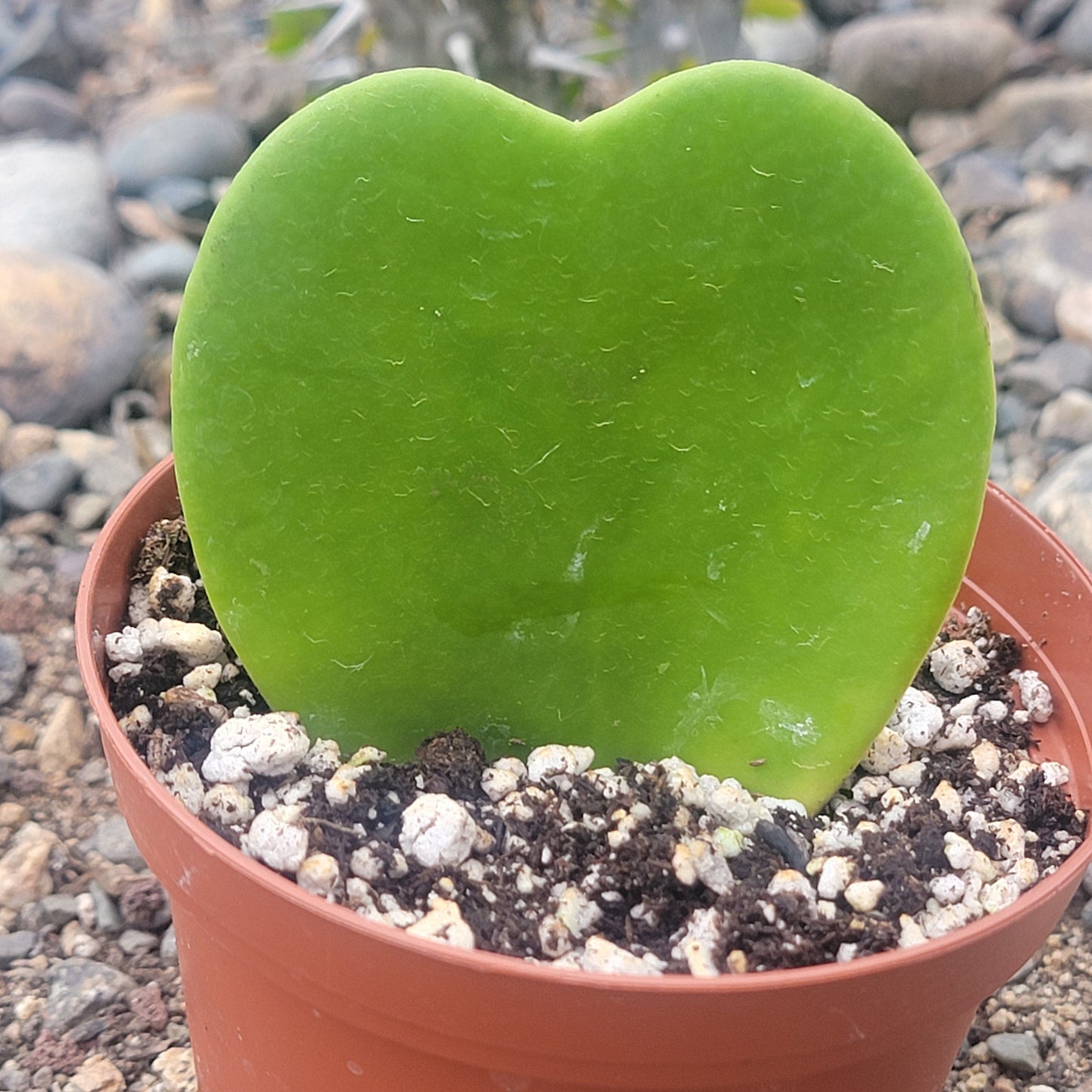 Hoya kerrii 'Sweatheart Plant'