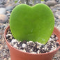Hoya kerrii 'Sweatheart Plant' - 4 Inch Solid Green - Succulent - DesertScapeSucculent