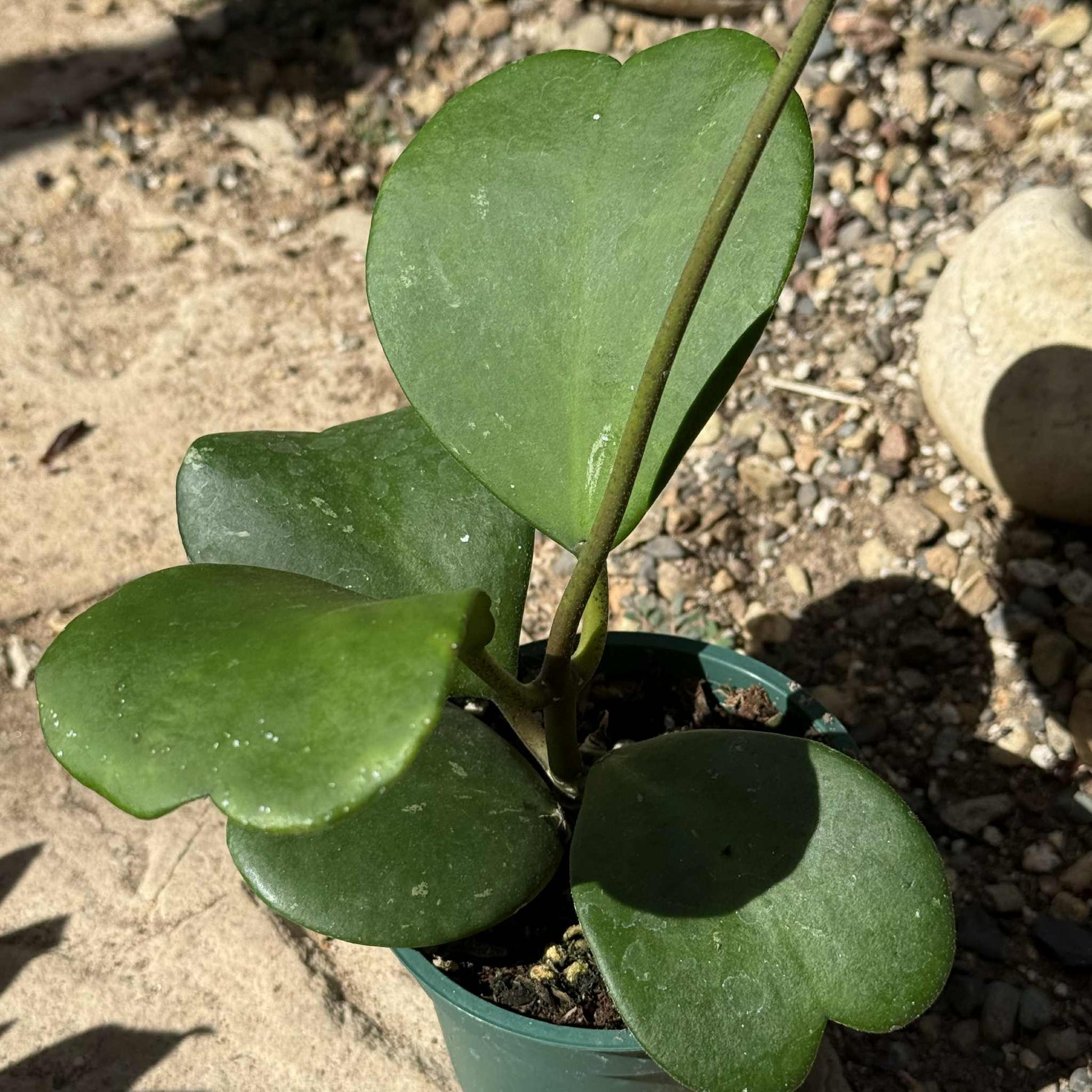Hoya Kerrii Vine - 4 Inch Assorted - Succulent - DesertScapeSucculent