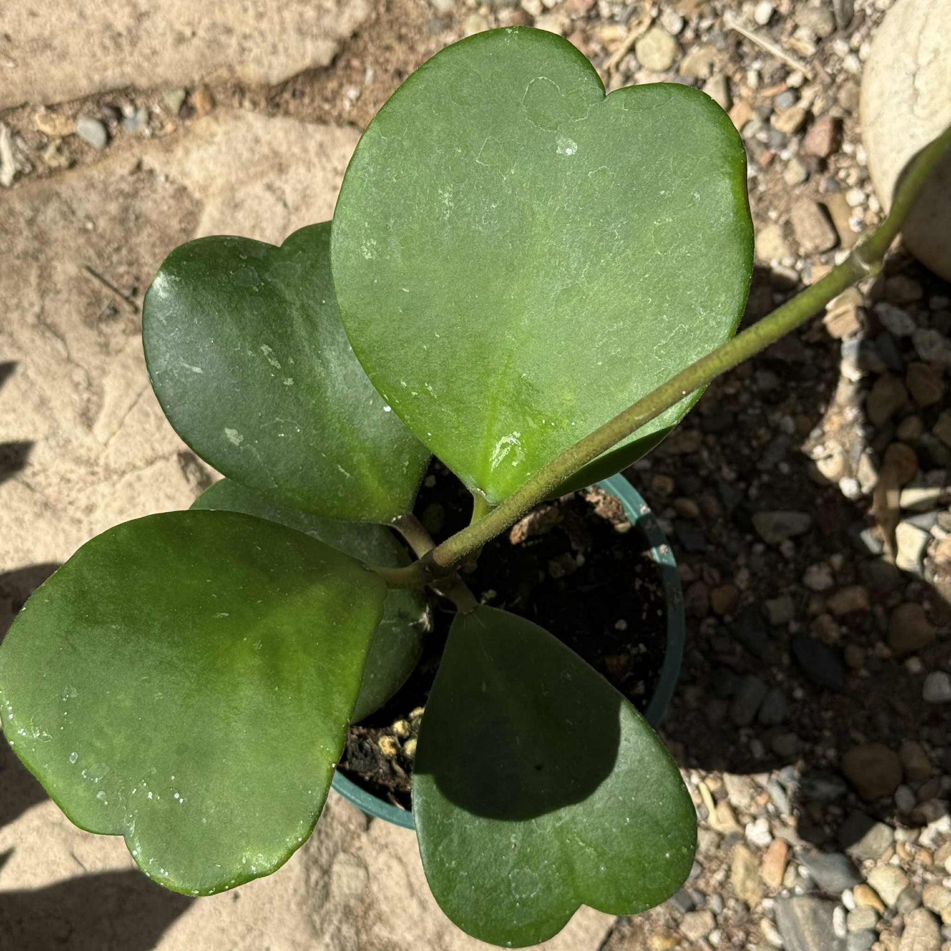 Hoya Kerrii Vine - 6 Inch Assorted Hanging - Succulent - DesertScapeSucculent