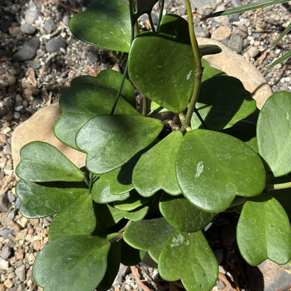 Hoya Kerrii Vine - 6 Inch Assorted Hanging - Succulent - DesertScapeSucculent