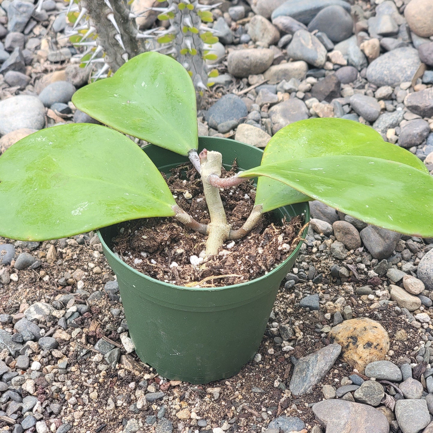 Hoya Kerrii Vine