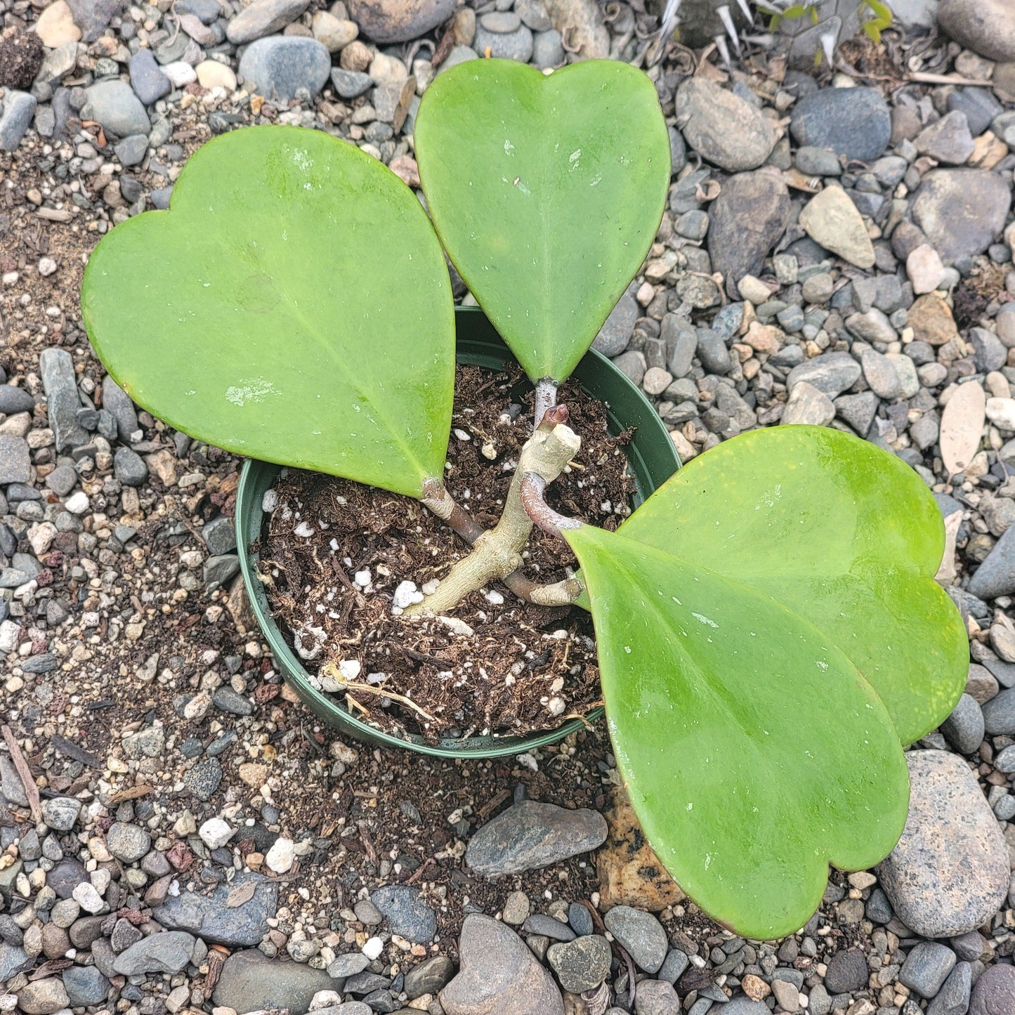 Hoya Kerrii Vine