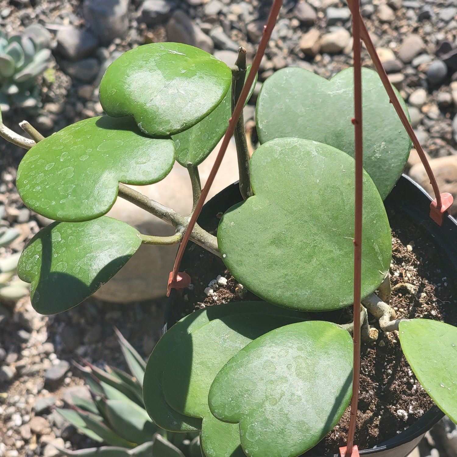 DesertScapeSucculent Succulent 6" Assorted Hanging Hoya Kerrii Vine