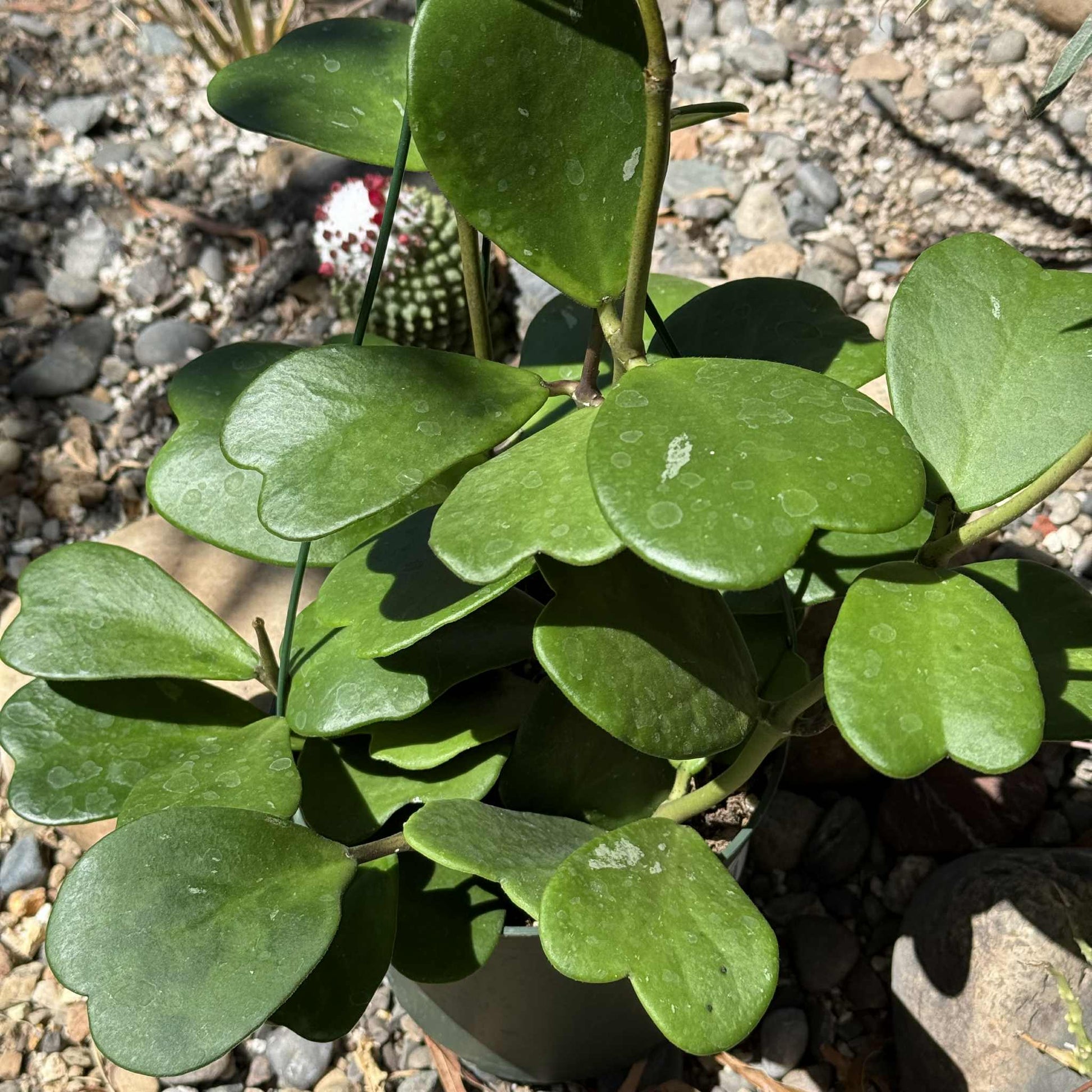 is hoya succulent Hoya Kerrii Vine – DesertScapeSucculent
