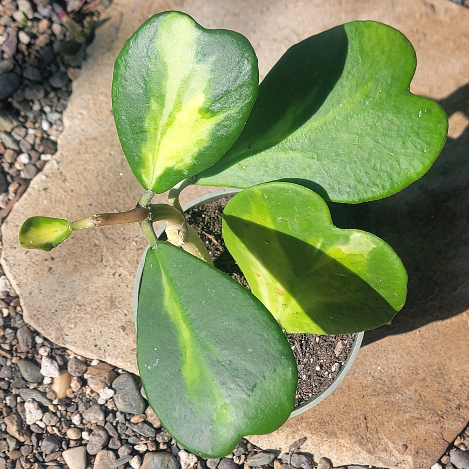 DesertScapeSucculent Succulent Hoya Kerrii Vine Reverse Var